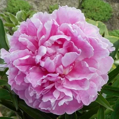 Пион РИМ травянистый  Пион РИМ травянистый в Чите