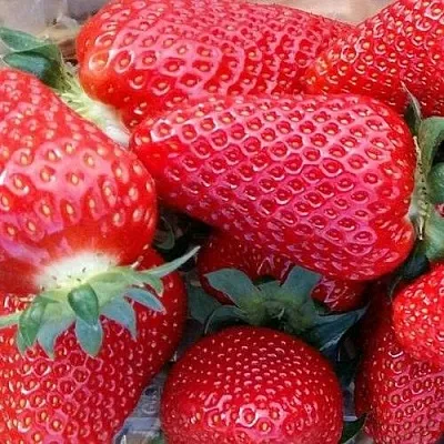 Клубника АМИ  Клубника АМИ в Чите