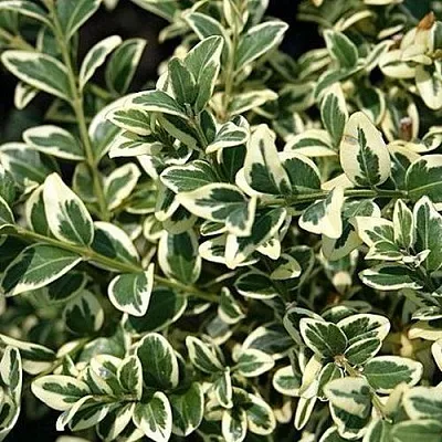 Бирючина ВАРИЕГАТУМ овальнолистная  Бирючина ВАРИЕГАТУМ овальнолистная в Чите