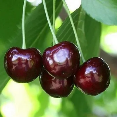 Черешня ЛЕНИНГРАДСКАЯ ЧЁРНАЯ  Черешня ЛЕНИНГРАДСКАЯ ЧЁРНАЯ в Чите
