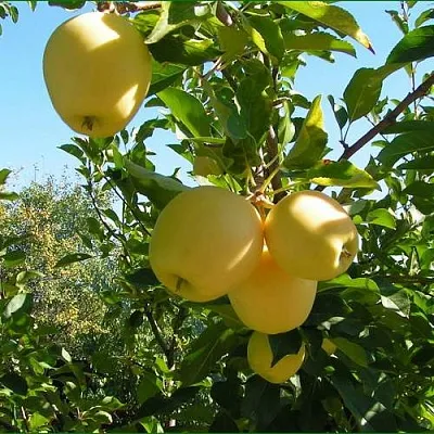 Яблоня ГОЛДЕН МИЛЛЕНИУМ  Яблоня ГОЛДЕН МИЛЛЕНИУМ в Чите