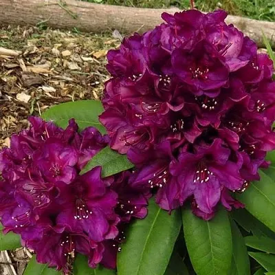 Рододендрон ПОЛАРНАХТ  Рододендрон ПОЛАРНАХТ в Чите