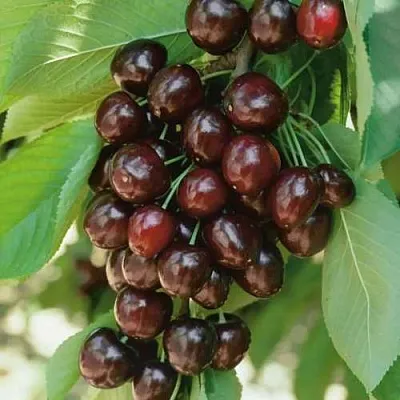 Черешня РЕВНА  Черешня РЕВНА в Чите