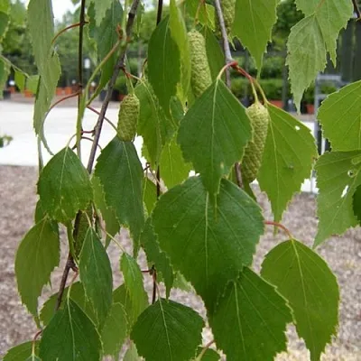 Береза ФАСЦИНЕЙШЕН белая   Береза ФАСЦИНЕЙШЕН белая  в Чите