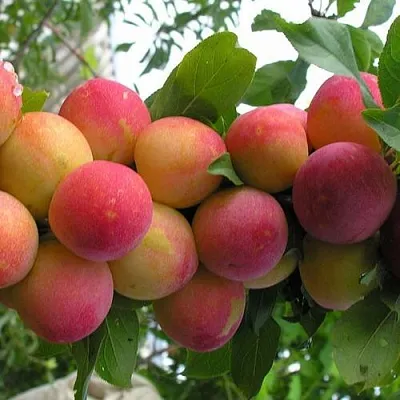 Слива СКОРОПЛОДНАЯ  Слива СКОРОПЛОДНАЯ в Чите