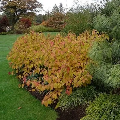 Дерен  АННА ВИНТЕР ОРАНЖ кроваво-красный   в Чите