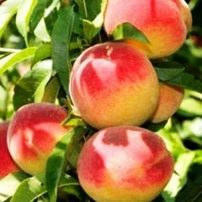 Персик НОВОСЕЛКОВСКИЙ  Персик НОВОСЕЛКОВСКИЙ в Чите