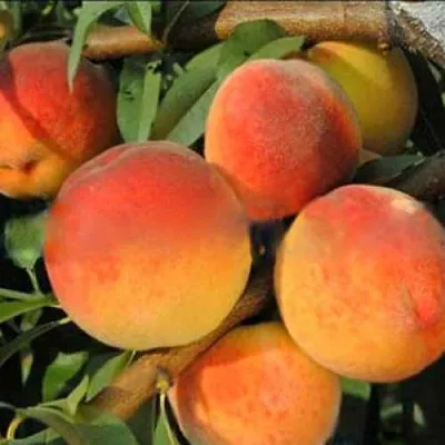 Персик РОЯЛ ВИ  Персик РОЯЛ ВИ в Чите