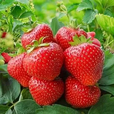 Клубника КИМБЕРЛИ  Клубника КИМБЕРЛИ в Чите