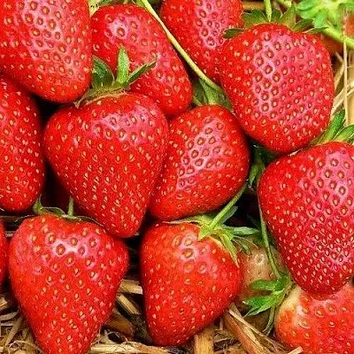 Клубника КВИКИ  Клубника КВИКИ в Чите