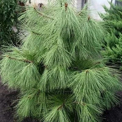 Сосна желтая   Сосна желтая  в Чите