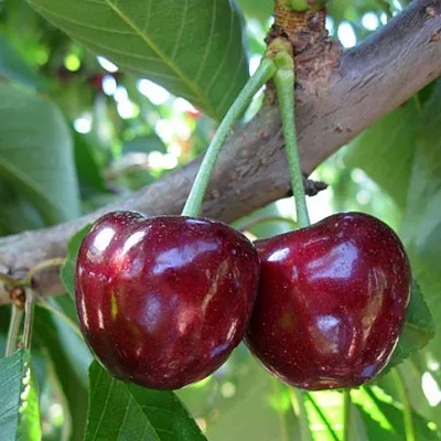 Черешня СЮБАРОВСКАЯ  Черешня СЮБАРОВСКАЯ в Чите