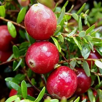 Клюква СТИВЕНС в Чите