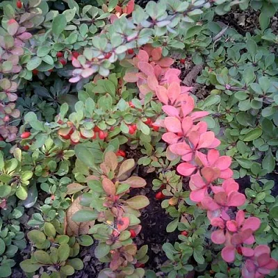 Барбарис ГРИН КАРПЕТ тунберга  Барбарис ГРИН КАРПЕТ тунберга в Чите