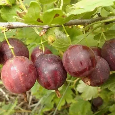 Крыжовник СМЕНА  Крыжовник СМЕНА в Чите