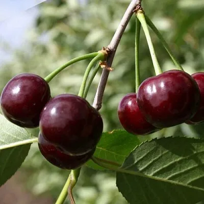 Вишня ЖАДАНА  Вишня ЖАДАНА в Чите