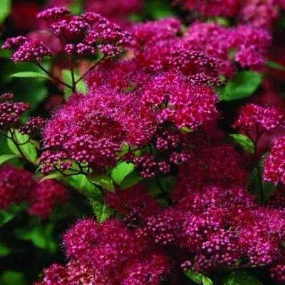 Спирея АНТОНИ ВАТЕРЕР японская  Спирея АНТОНИ ВАТЕРЕР японская в Чите