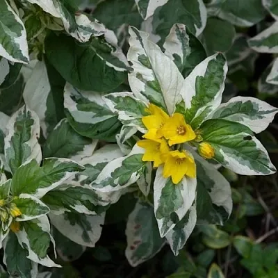 Вербейник АЛЕКСАНДР точечный  Вербейник АЛЕКСАНДР точечный в Чите