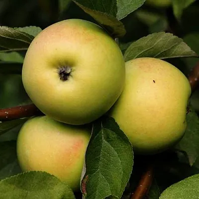 Яблоня ДАНИЛА  Яблоня ДАНИЛА в Чите