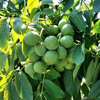 Грецкий орех  ИЗЯЩНЫЙ в Чите