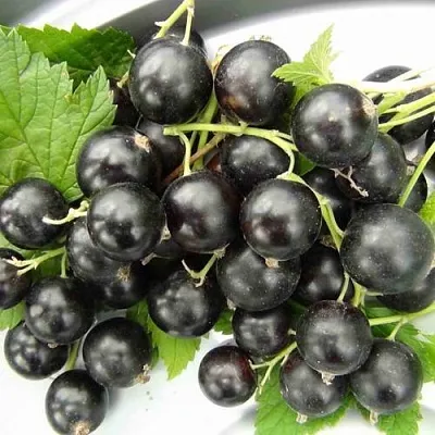 Смородина черная ТИТАНИЯ в Чите