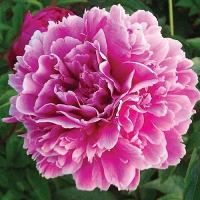 Пион ПУРПУРНАЯ ФЕЕРИЯ травянистый  Пион ПУРПУРНАЯ ФЕЕРИЯ травянистый в Чите
