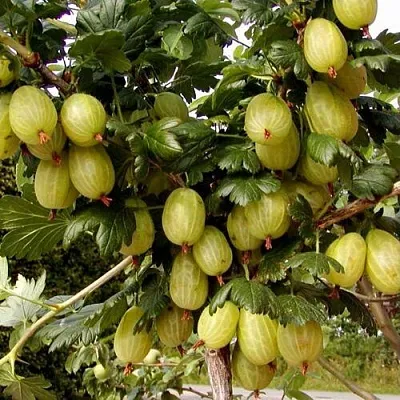 Крыжовник ИНВИКТА  Крыжовник ИНВИКТА в Чите