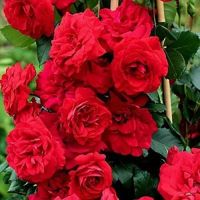 Саженцы роз АМАДЕУС плетистая  Саженцы роз АМАДЕУС плетистая в Чите