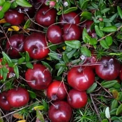 Клюква БЕН ЛИР в Чите