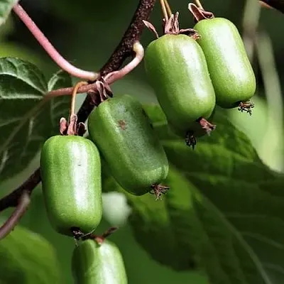 Актинидия СЕНТЯБРЬСКАЯ коломикта  Актинидия СЕНТЯБРЬСКАЯ коломикта в Чите