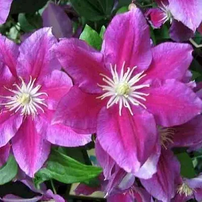 Клематис ХАНИЯ  Клематис ХАНИЯ в Чите