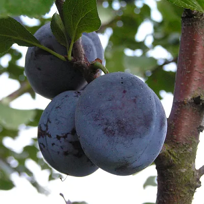 Слива ВЕНГЕРКА БЕЛОРУССКАЯ  Слива ВЕНГЕРКА БЕЛОРУССКАЯ в Чите