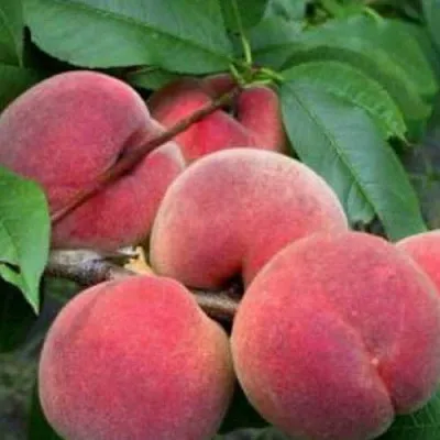 Персик КАНАДИАН ХАРМОНИ  Персик КАНАДИАН ХАРМОНИ в Чите