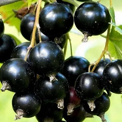 Смородина чёрная СОКРОВИЩЕ в Чите