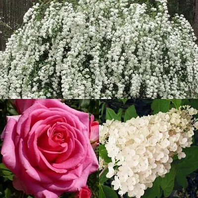 Комплект ВЕЧНАЯ КЛАССИКА в Чите