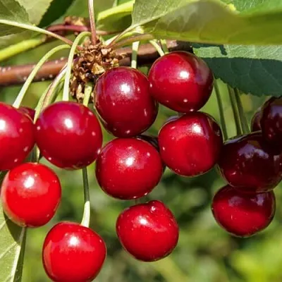 Вишня ЛЮБСКАЯ  Вишня ЛЮБСКАЯ в Чите