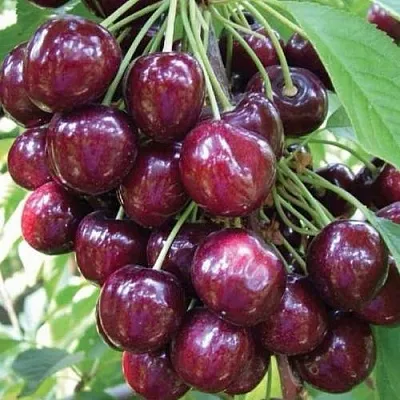 Черешня СЭМ колонновидная  Черешня СЭМ колонновидная в Чите