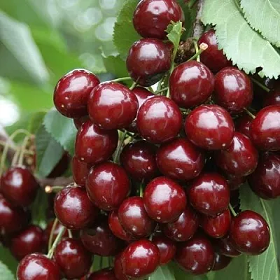 Черешня СИЛЬВИЯ колоновидная  Черешня СИЛЬВИЯ колоновидная в Чите