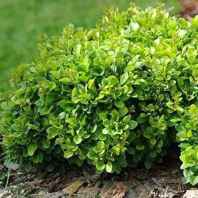 Барбарис КОБОЛЬД тунберга  Барбарис КОБОЛЬД тунберга в Чите