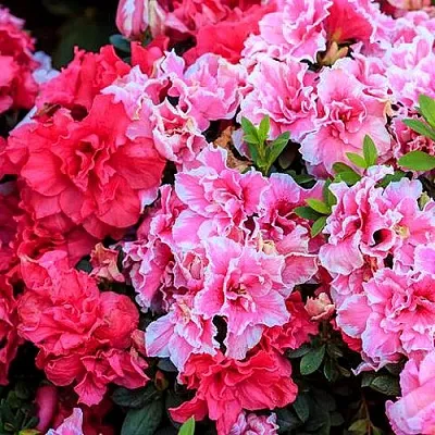 Декоративные растения  Декоративные растения в Чите