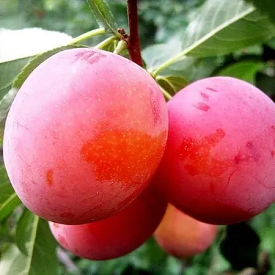 Слива КОМЕТА  Слива КОМЕТА в Чите