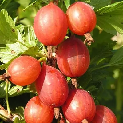 Крыжовник МАШЕКА  Крыжовник МАШЕКА в Чите