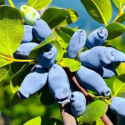 Жимолость съедобная АВРОРА в Чите