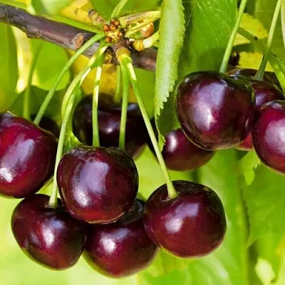 Черешня ИПУТЬ  Черешня ИПУТЬ в Чите