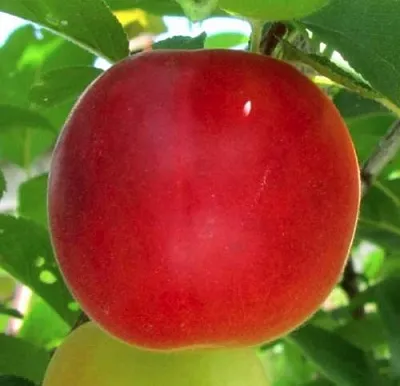 Плумкот БИРИКОККОЛО БОЛОГНЕС  Плумкот БИРИКОККОЛО БОЛОГНЕС в Чите