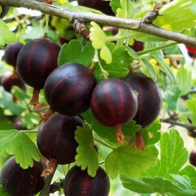 Крыжовник СЕВЕРНЫЙ КАПИТАН  Крыжовник СЕВЕРНЫЙ КАПИТАН в Чите