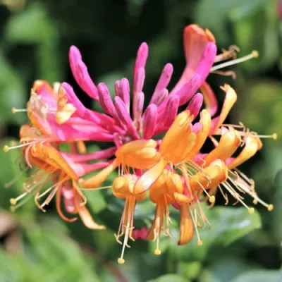 Жимолость ГЕКРОТА в Чите