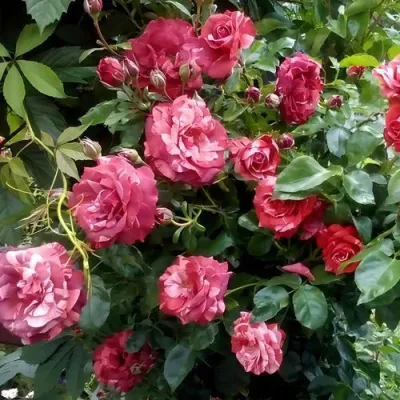 Саженцы роз БРАУНИ плетистая — описание сорта Саженцы роз БРАУНИ плетистая в Чите