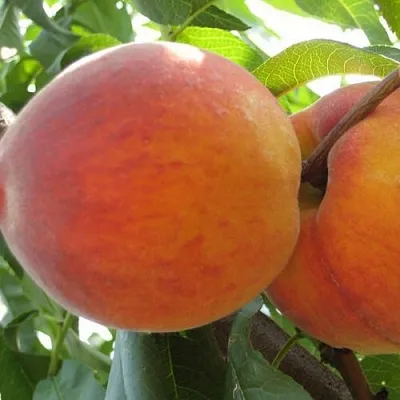 Персик СОЧНЫЙ  Персик СОЧНЫЙ в Чите