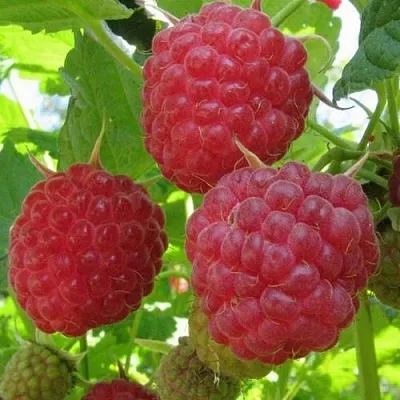 Малина НОВОСТЬ КУЗЬМИНА   Малина НОВОСТЬ КУЗЬМИНА  в Чите